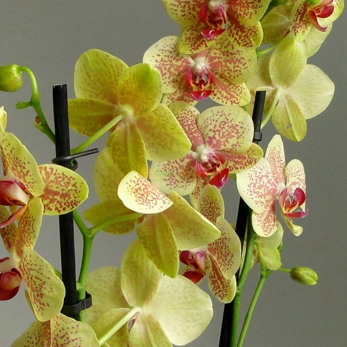 Каталог орхидей с названиями. Фаленопсис Старфиш. Орхидея Старфиш мультифлора. Фаленопсис Limelight. Фаленопсис (Phalaenopsis) – Орхидея.