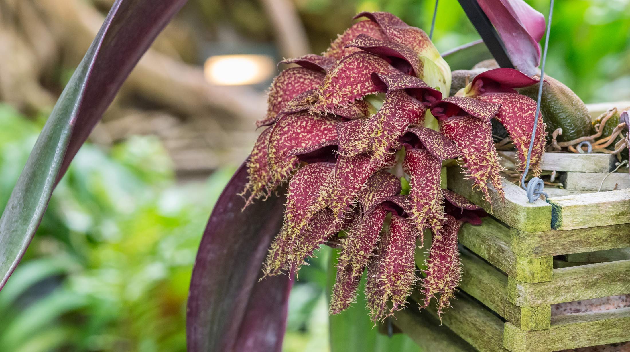 Плохие цветы. Бульбофиллум фаленопсис. Орхидея Bulbophyllum Phalaenopsis. Bulbophyllum baronii Орхидея. Орхидея бульбофиллум hampliana.