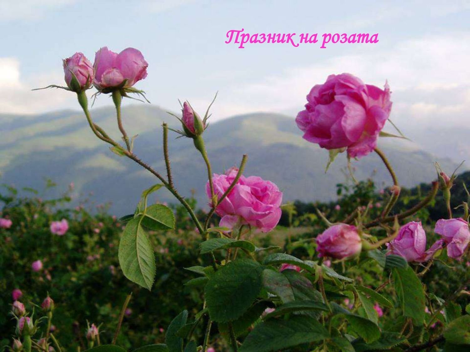 розы в горах фото