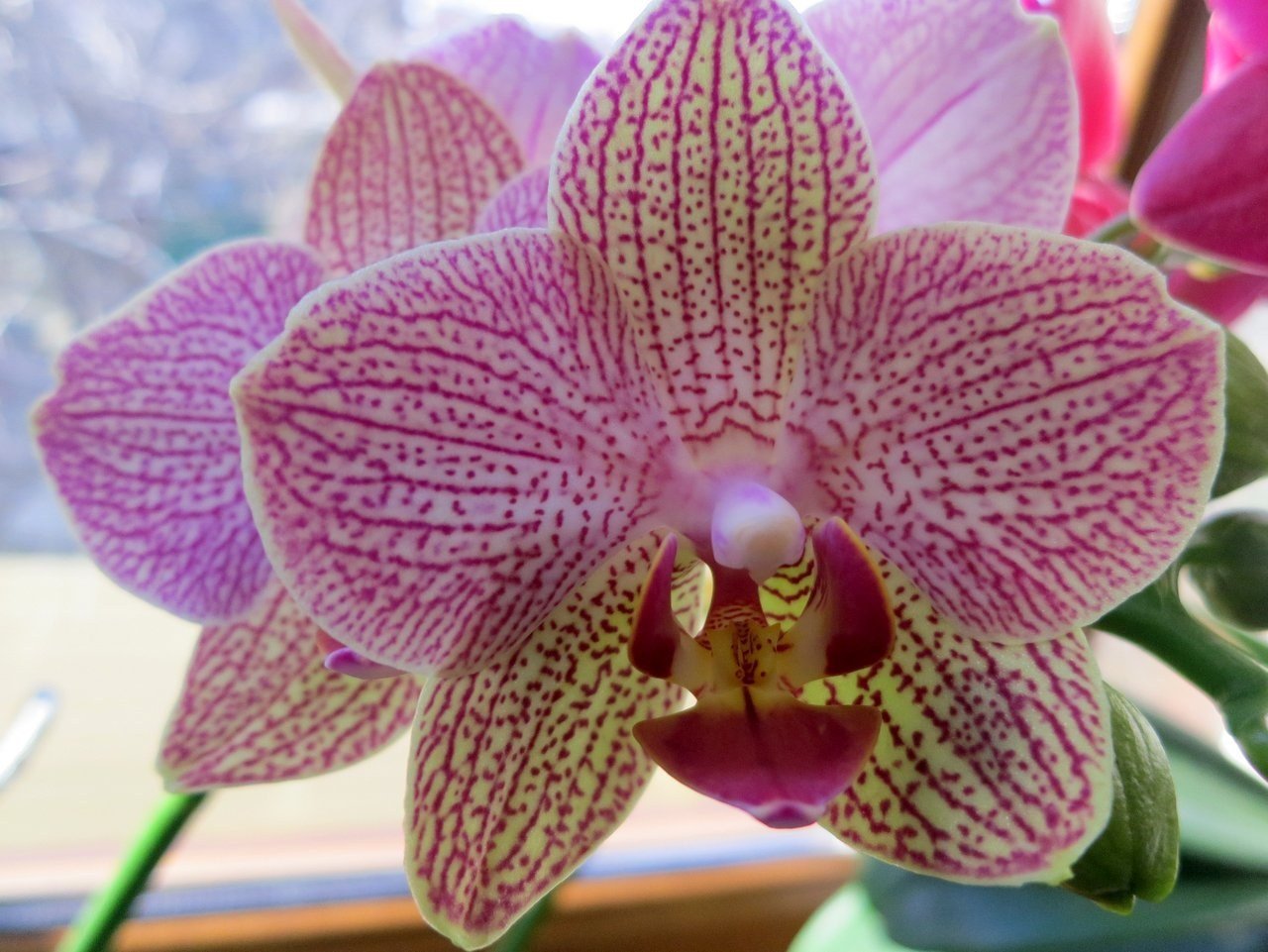 Орхидея Phalaenopsis 'Demi Deroose'