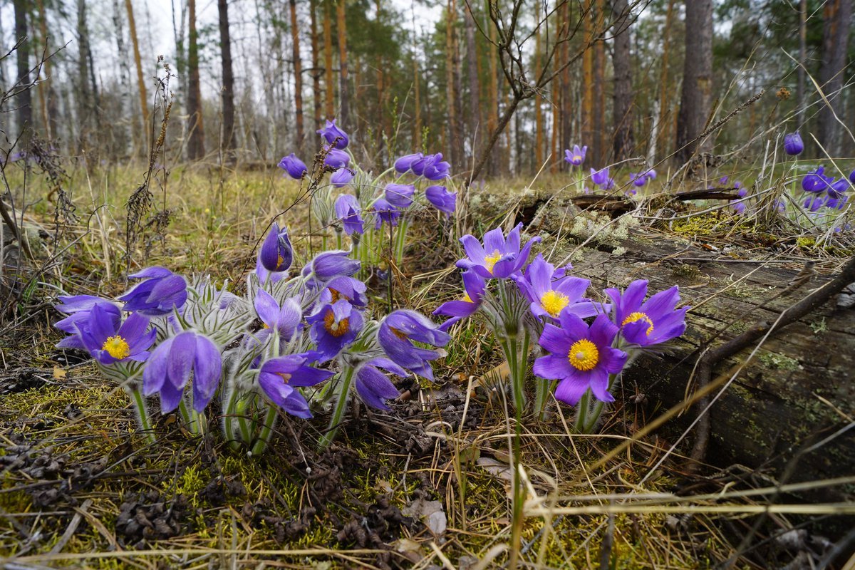 Подснежники фиолетовые Лесные