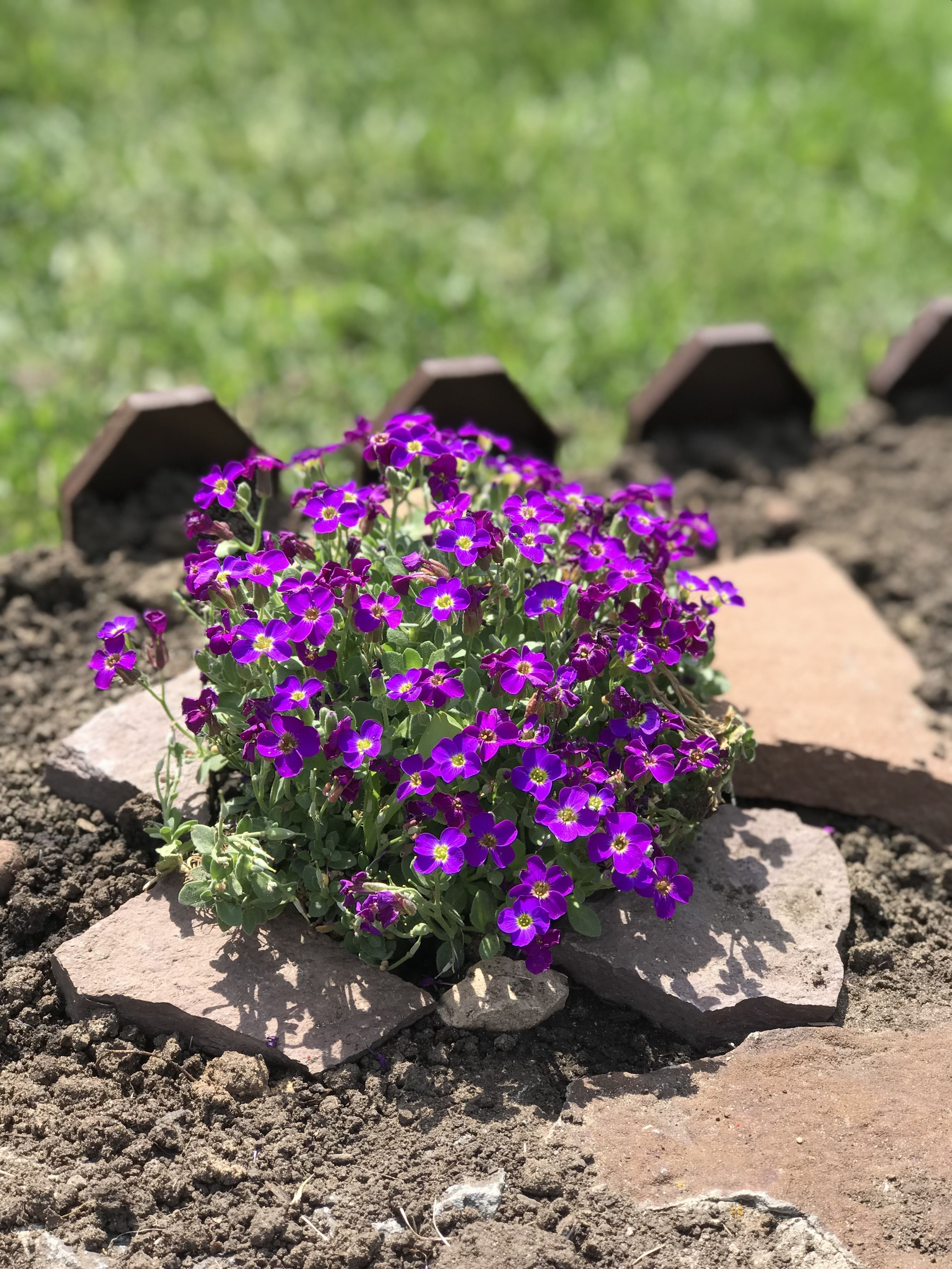 Aubrieta deltoidea Обриета дельтовидная