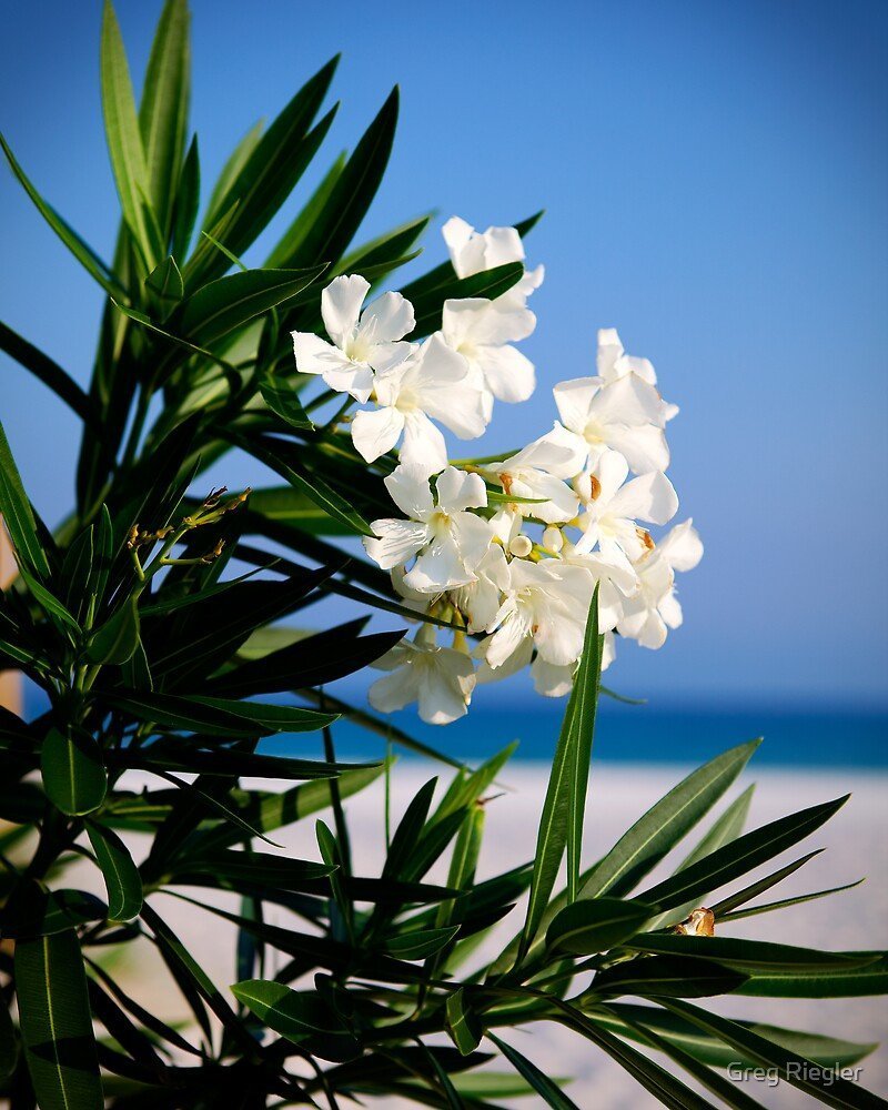 White oleander. Олеандр. Нериум Олеандр. Олеандр обыкновенный. Олеандр Крымский.