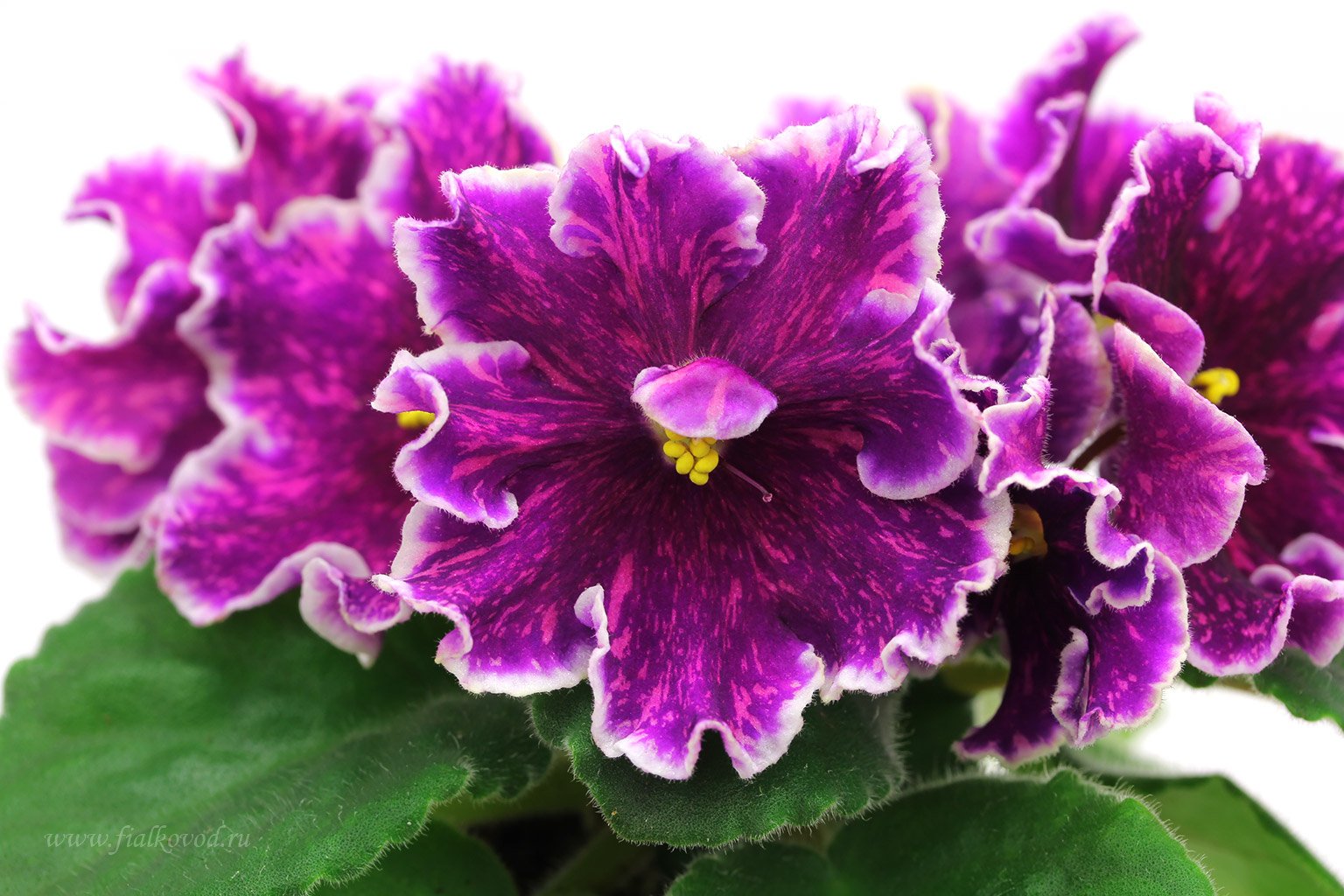 Ав космос фиалка. Фиалка African Violet. Фиалка гипноз. Африкан Виолет-сенполия. Фиалка просто космос.