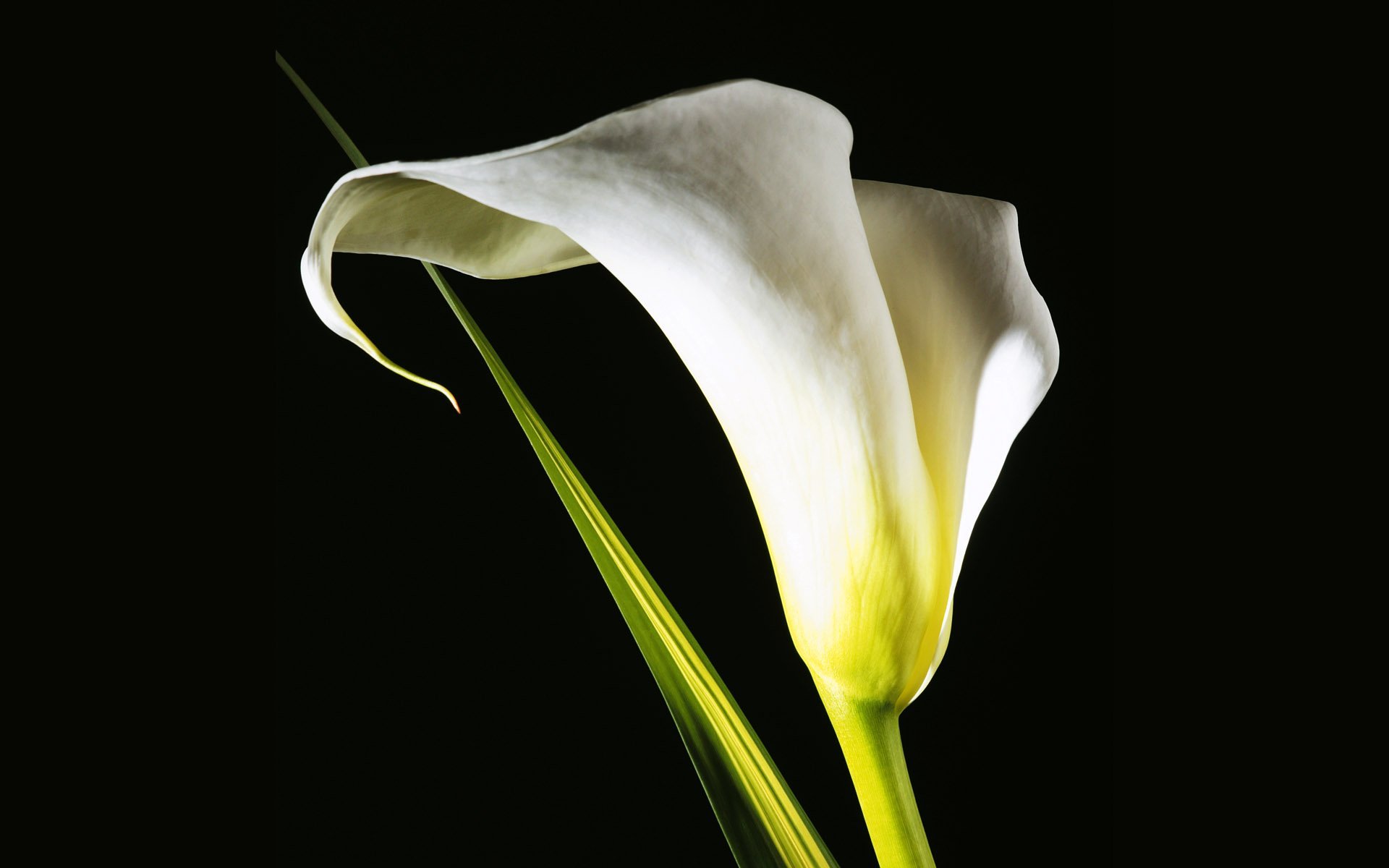 Калов бьюти. Цветы - белокрыльник (White Calla Lily). Калла Лас Вегас. Calla Lily цветок. Уайт Фельди цветы.