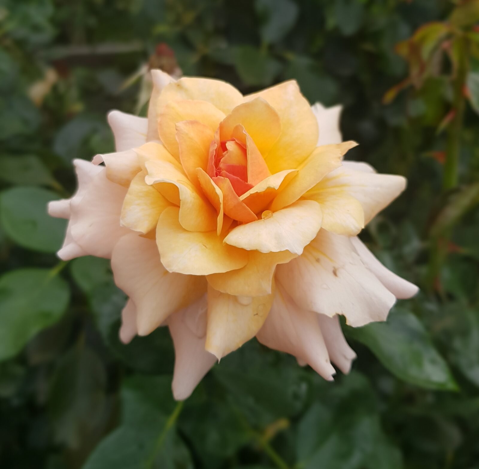 Роза маржолен (38 фото) - 38 фото