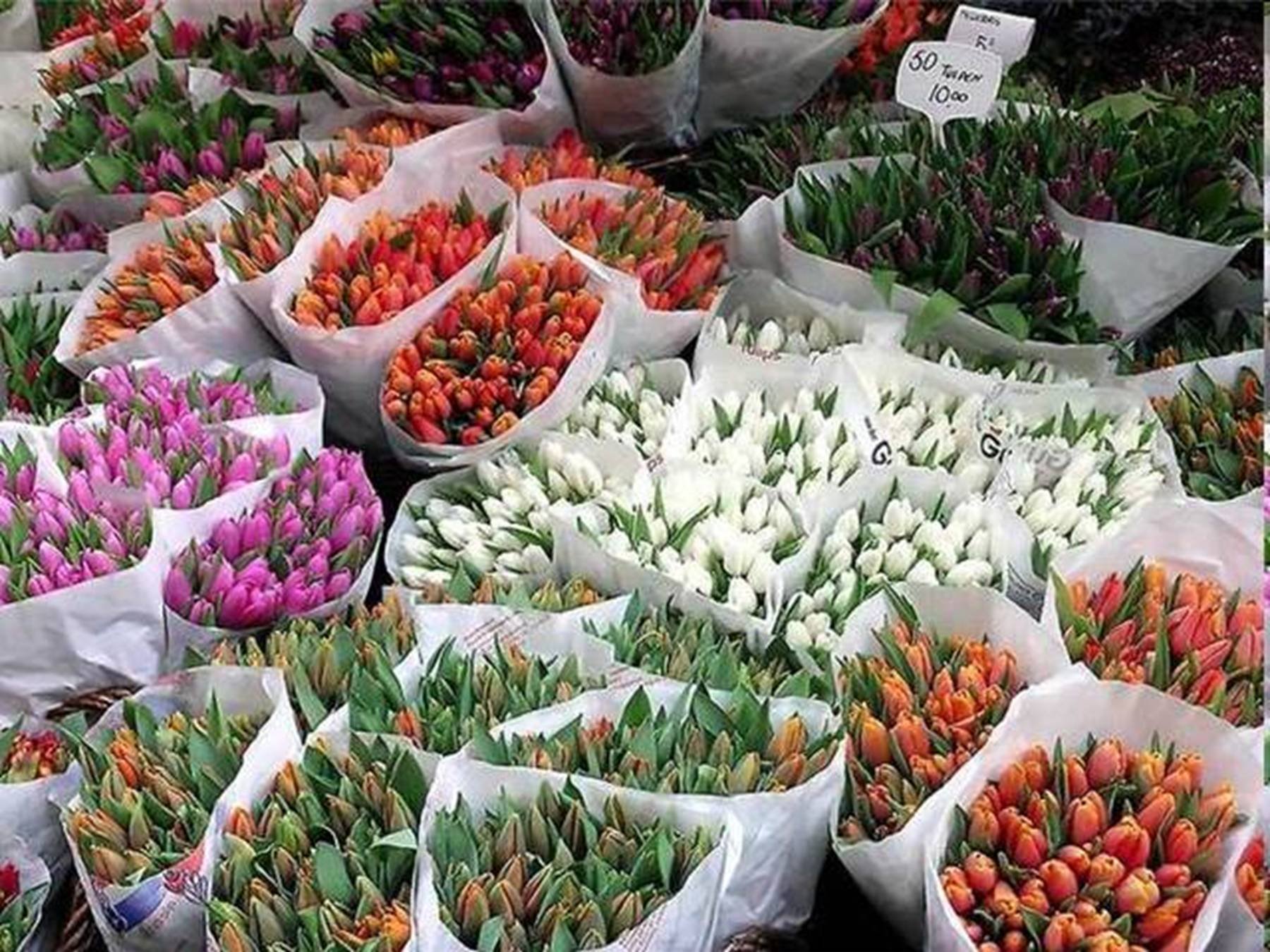 Живые тюльпаны оптом. Тюльпаны на складе. Тюльпаны на рынке. Тюльпан в ассортименте. Много тюльпанов.