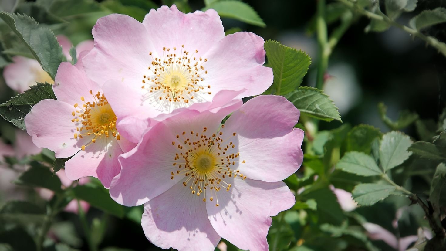 Shipovnik flowers