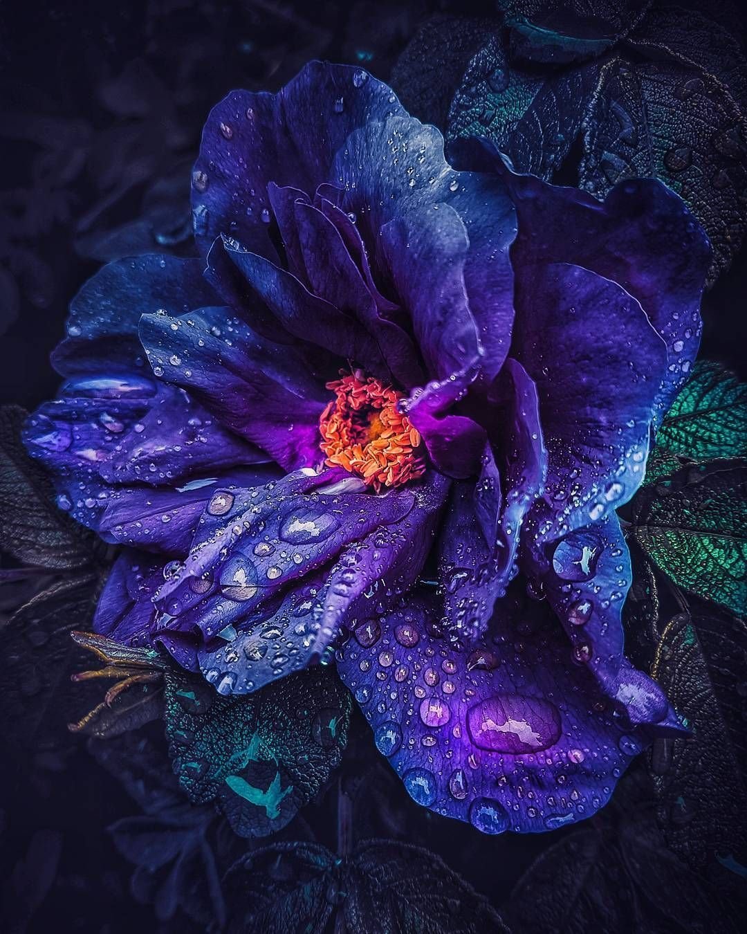 Цветная ночь. "Сказочный цветок"Дианы Эловой.. Фиолетовые цветы. Ночной цветок. Сине фиолетовые цветы.