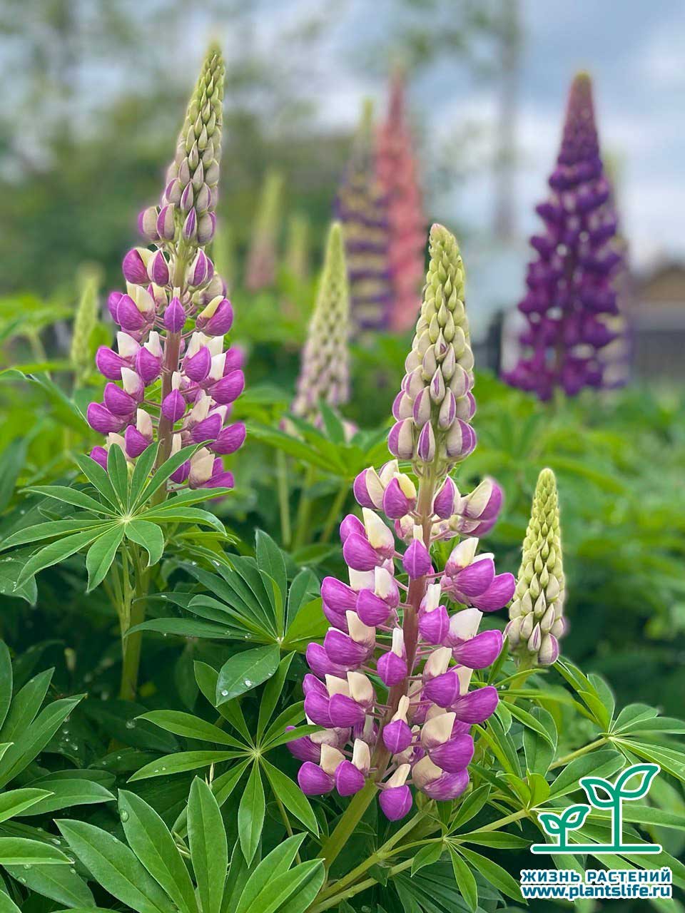 Люпин на корм. Люпин Russell Hybrids. Люпин минарет. Lupinus Russell Hybrids. Люпин кормовая трава.