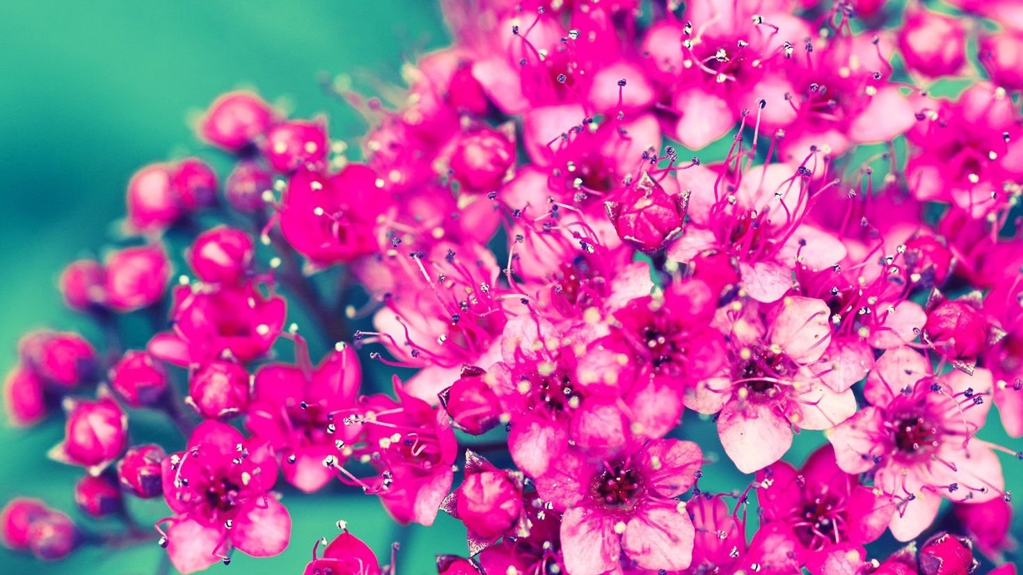 Маленькие цветы розового цвета. Цветочки. Маленькие цветы. Мелкие красивые цветочки. Мелкие розовые цветочки.