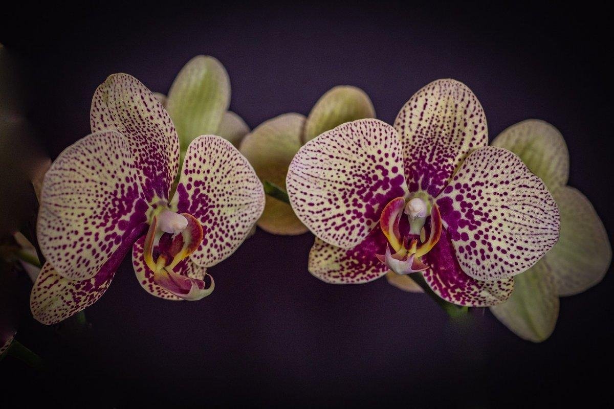 Орхидея моушен (38 фото) - 38 фото