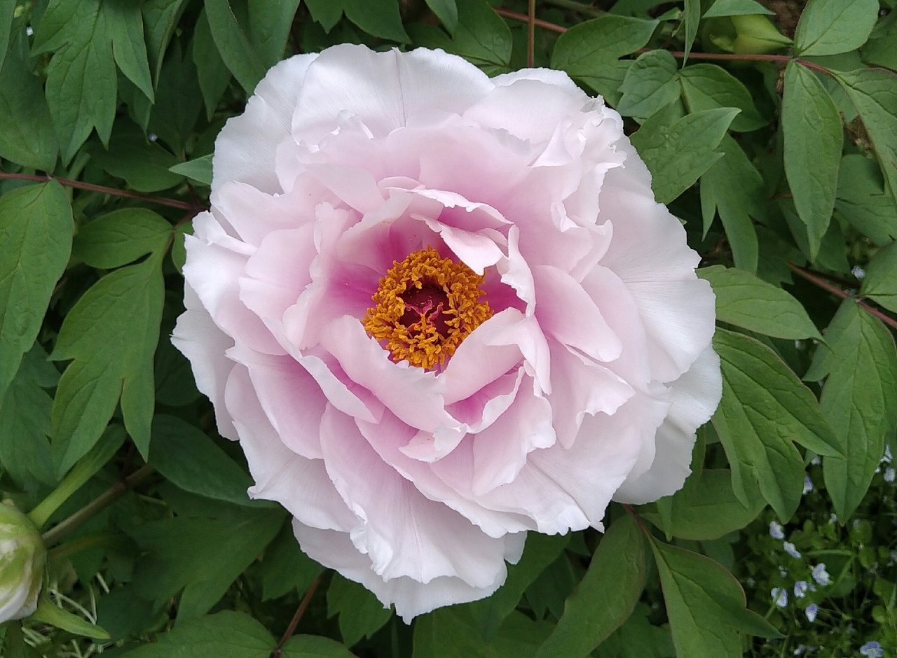 Пион древовидный глубокое синее море. Paeonia suffruticosa. Пион Paeonia Bing Qing.