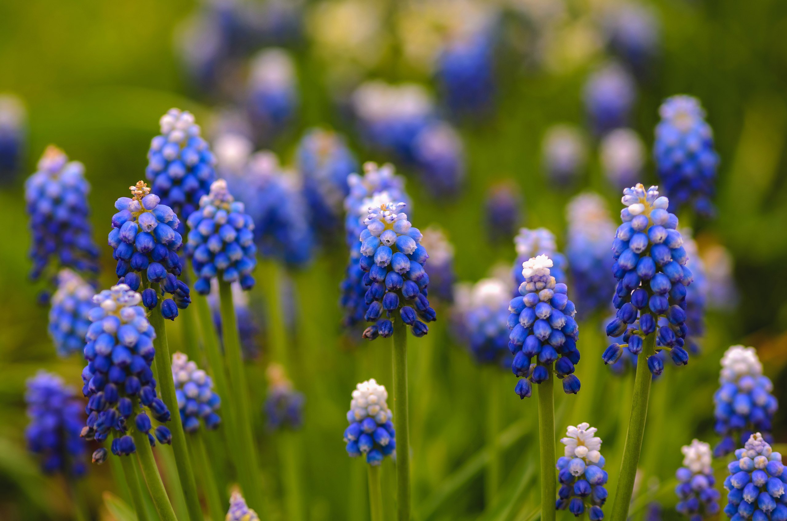 Синенькие цветочки весной. Мускари Mountain Lady. Синенькие цветы весенние. Цветок синенькие шишечки.