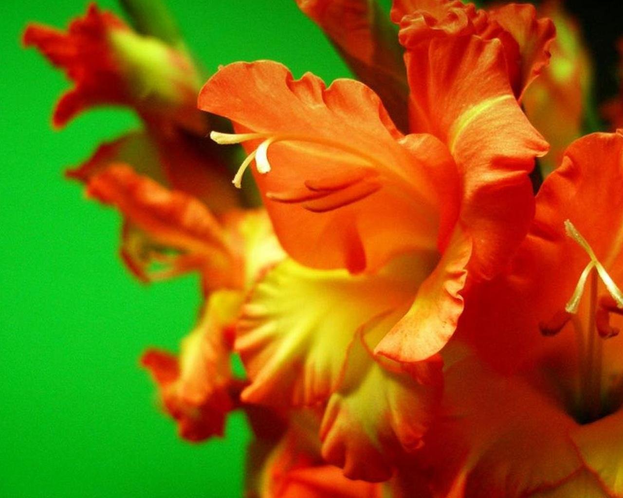 Пион гладиолус. Гладиолусы крокосмия цветы. Гладиолус Венети. Гладиолус оранжевый. Японский Гладиолус оранжевый.