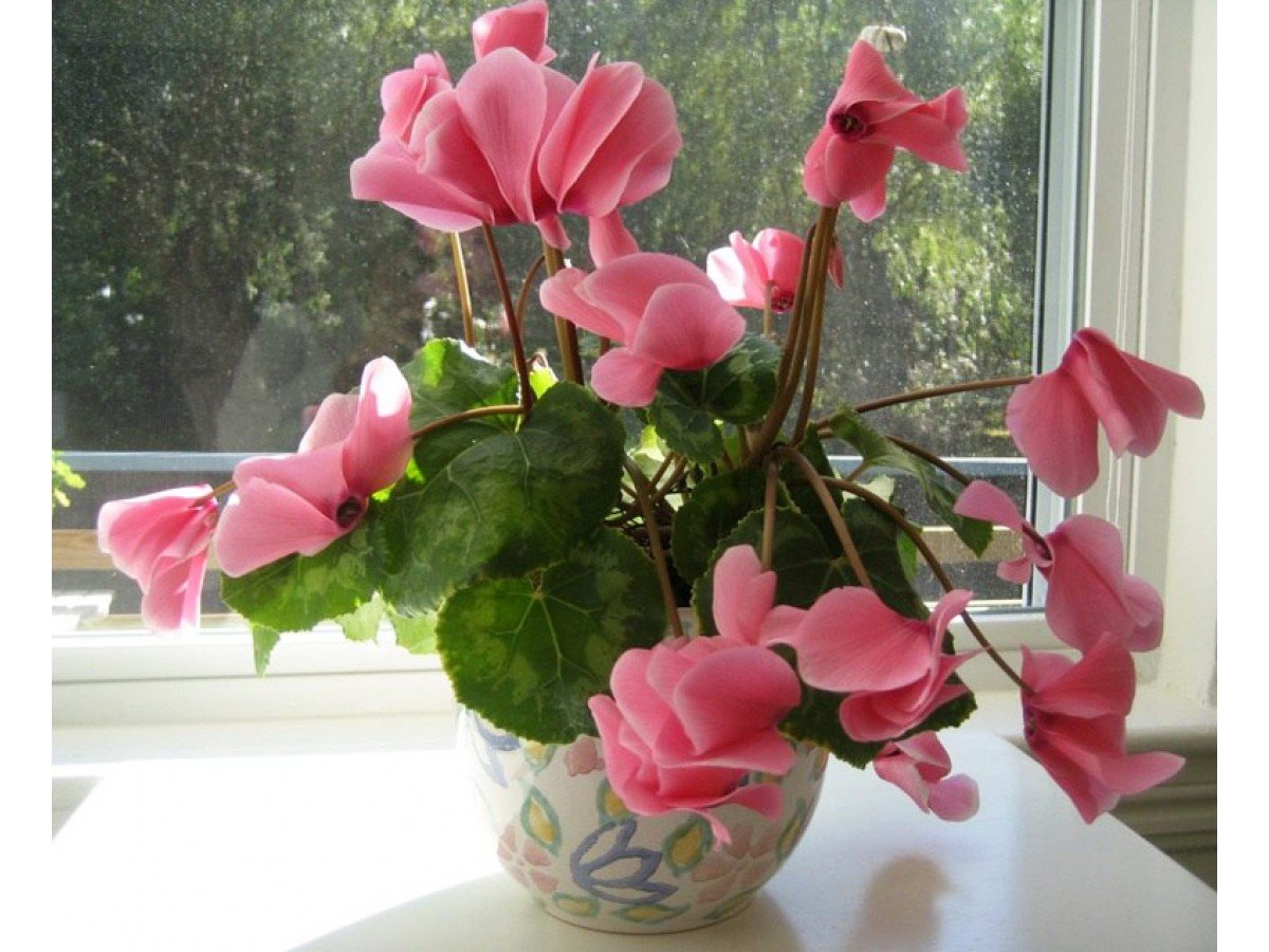 розовые комнатные цветы фото