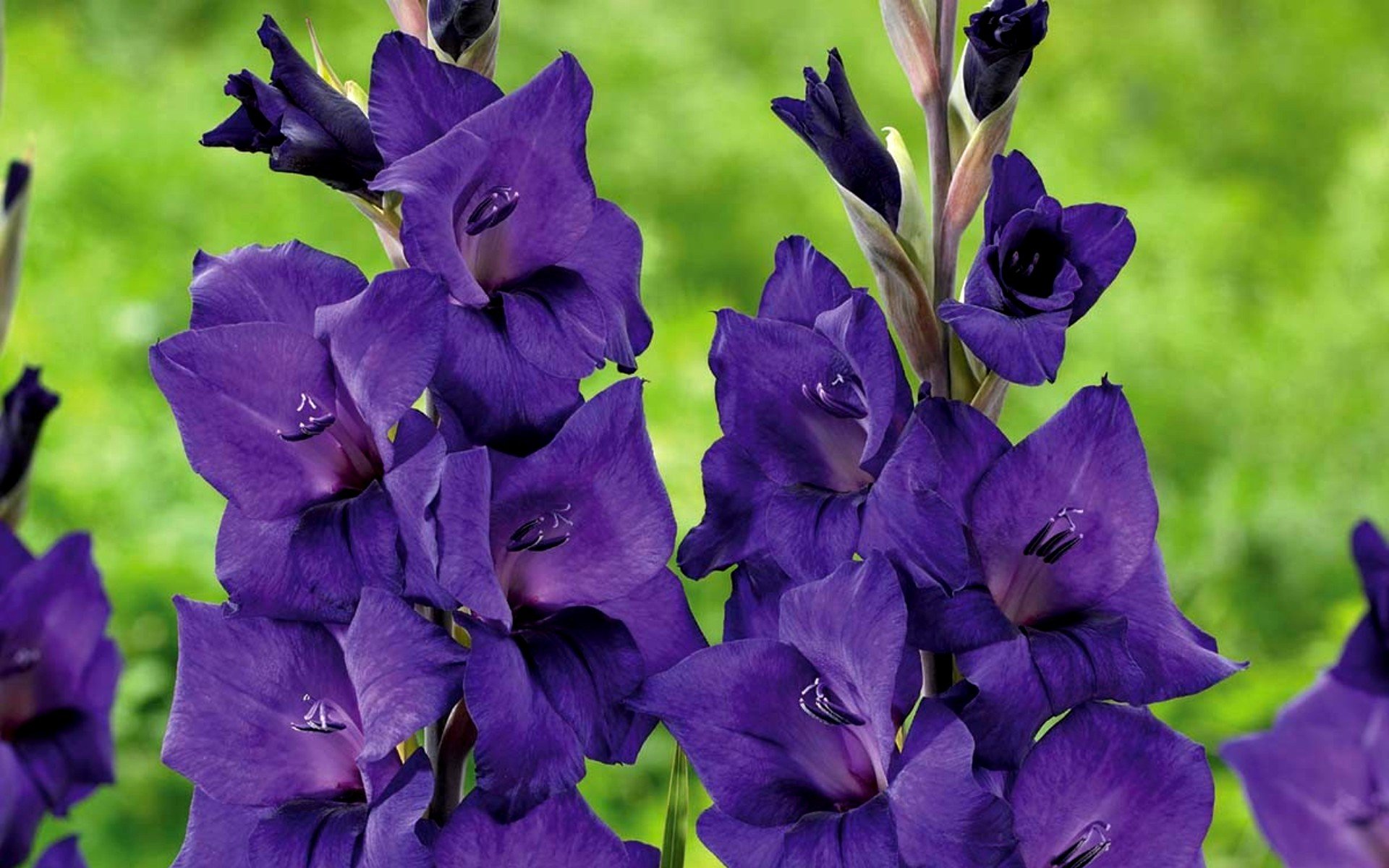 Сиреневые гладиолусы. Гладиолус Блэк вельвет. Гладиолус Миднайт. Гладиолус Purple Flora.