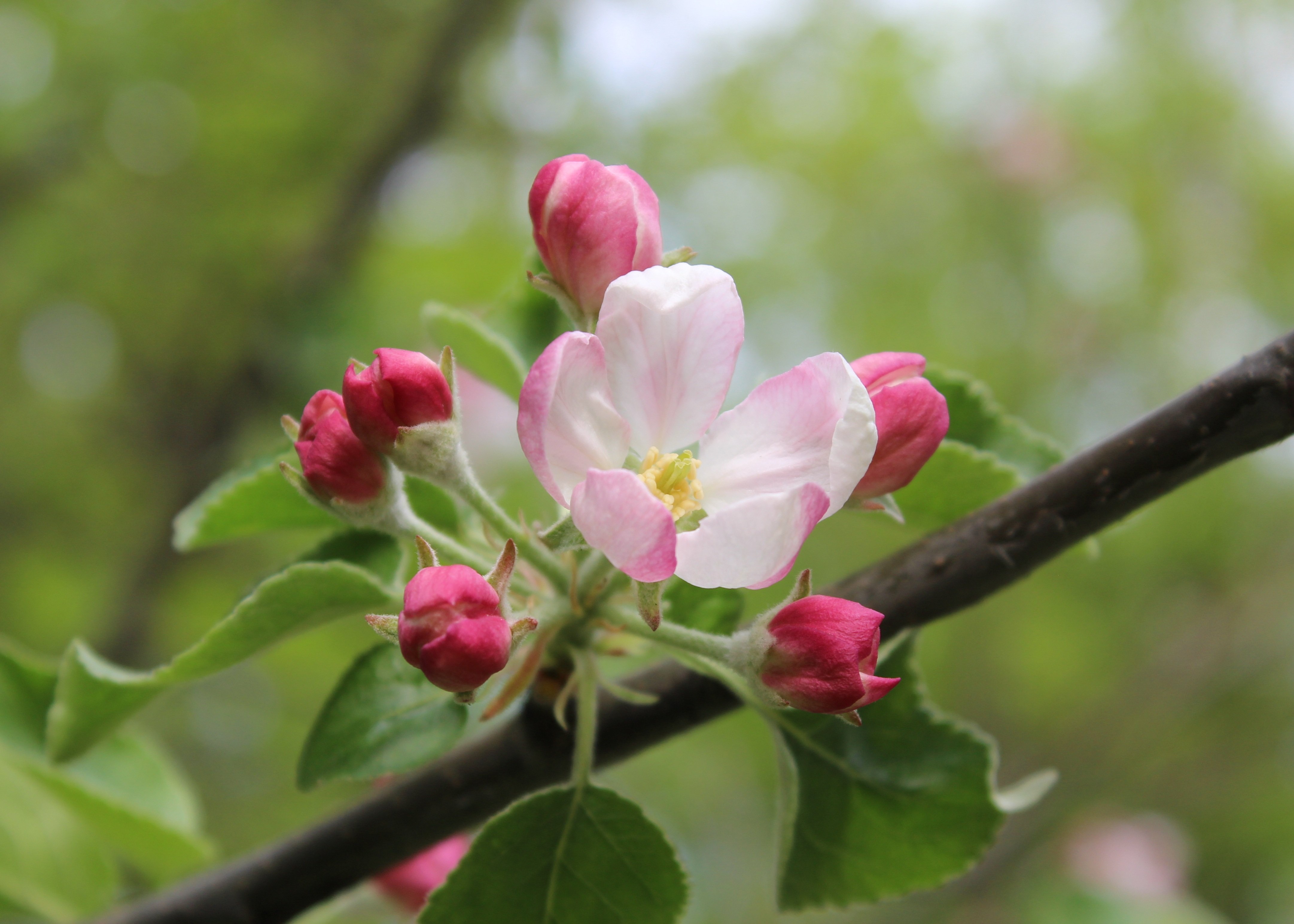 Розовый бутон у деревьев. Цветет яблоня Пинк Роуз. Яблоня Лобо цветет. Разрыхление бутонов яблони. Яблоня Сибирская цветение.