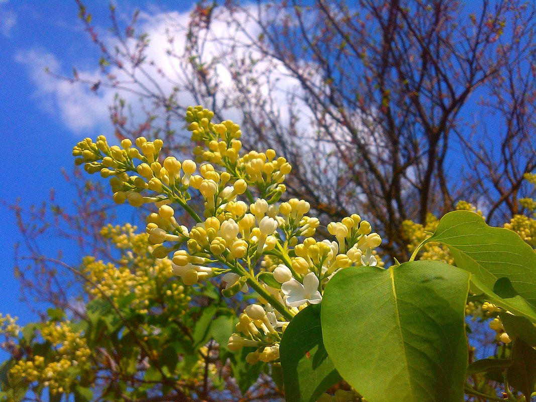 Желтая сирень фото и где. Сирень Примроуз. Сирень Primrose. Сирень мадам Флорена. Сирень обыкновенная Примроуз.