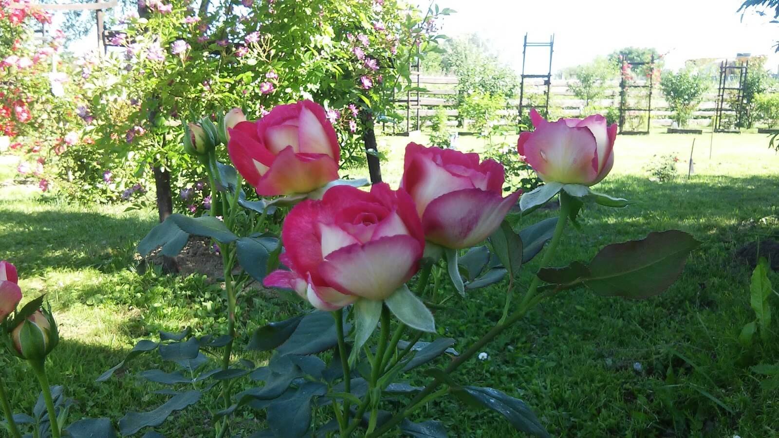 Роза Большой | Мой сад