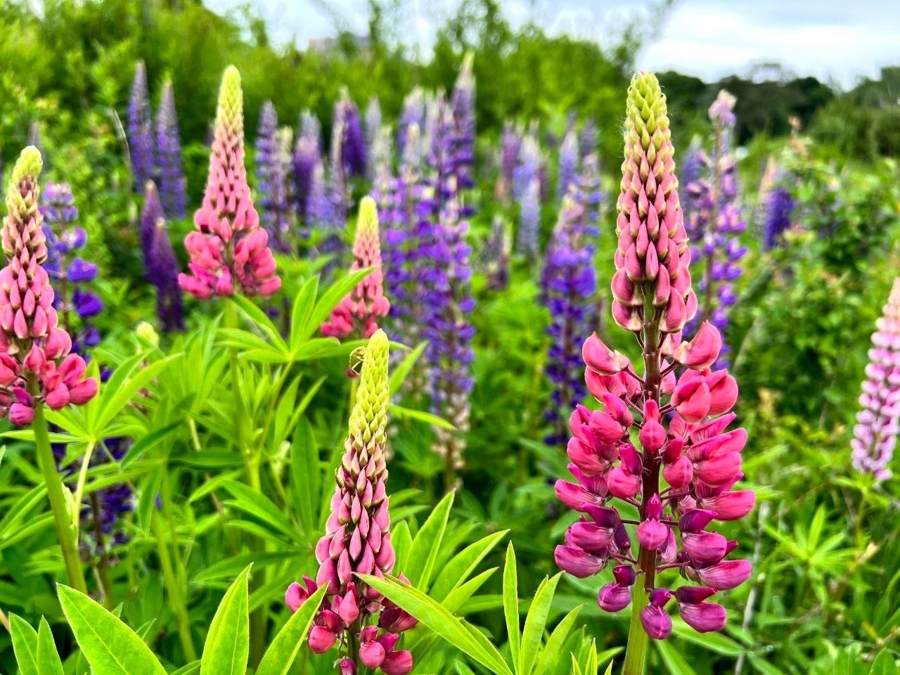 Люпин кормовой. Примула Люпин. Клевер люпиновый. Lupinus arboreus.