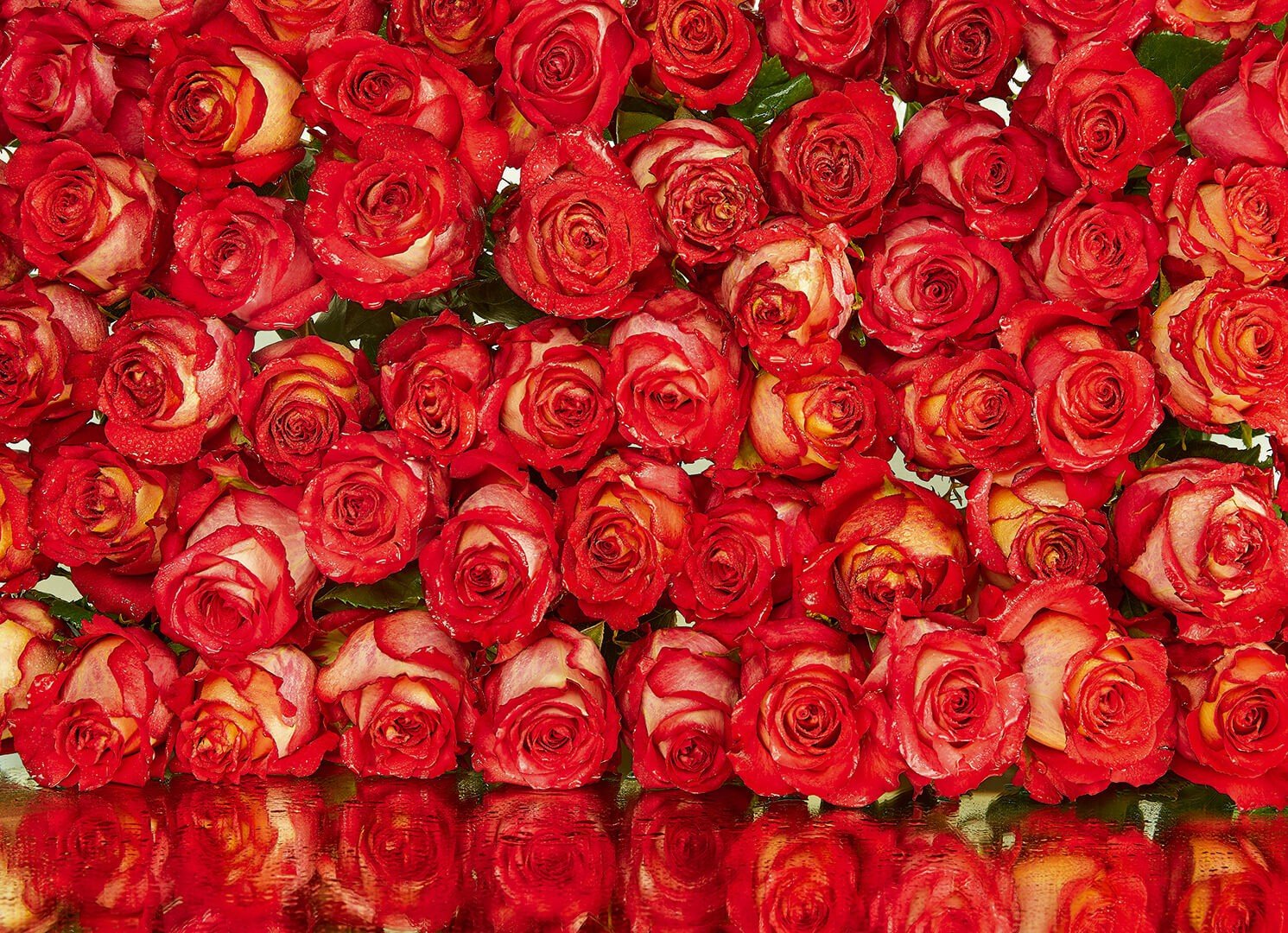 Цена розочки. Много роз. Цветы много. Красивые розы. Коралловые розы.