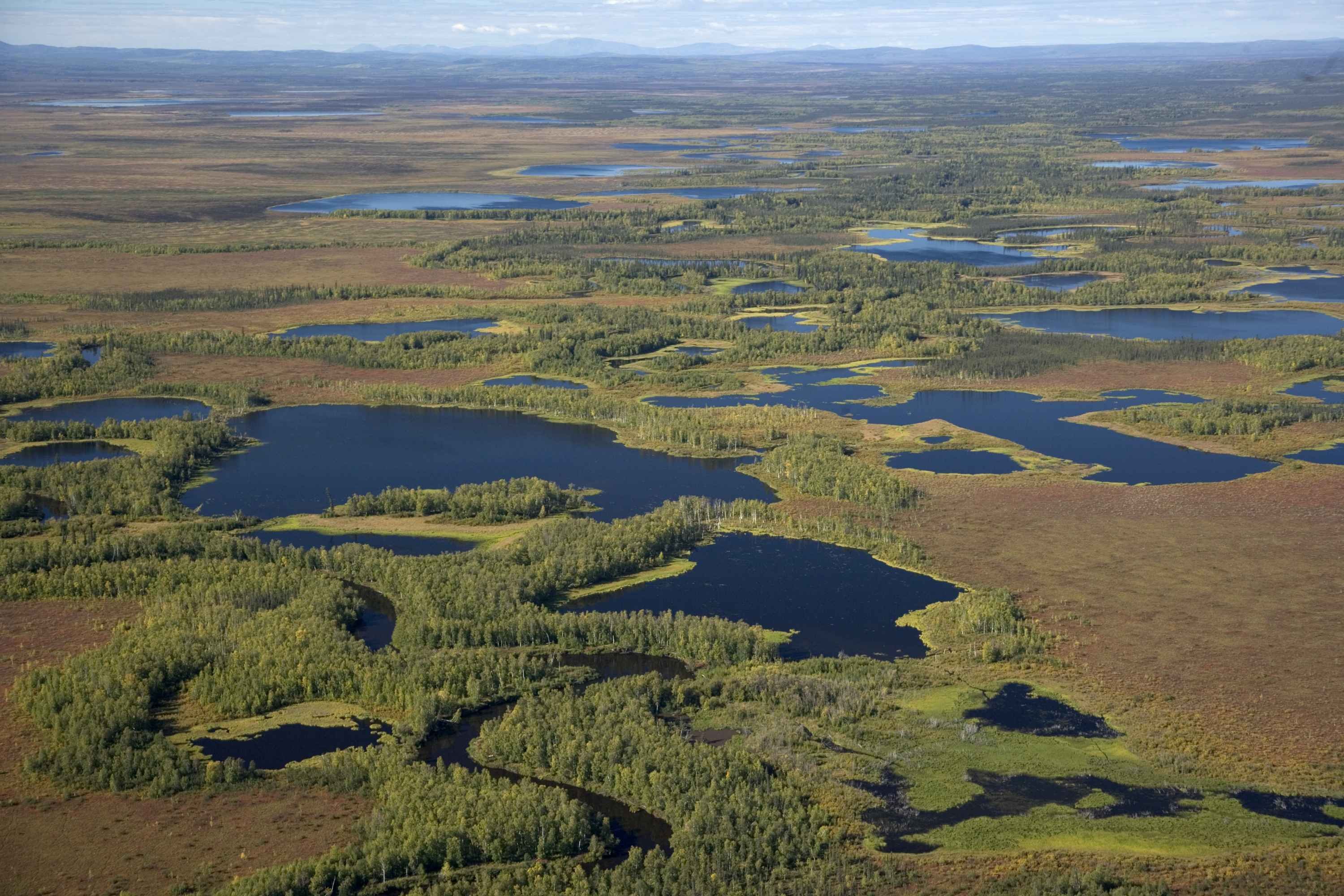 Заповедник в котором есть уникальный водоем. Васюганские болота. Васюганское болото заповедник. Васюганские болота в Новосибирской области. Болото Васюганское болото.
