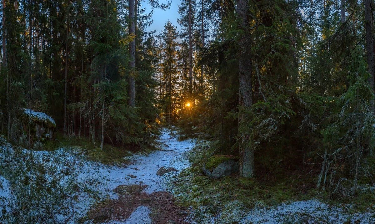 Тайга хвойный Бор НЕПРОХОДИМАЯ. Подлесок тайги. Таежные тропы глухомань. Непролазная Сибирская Тайга Леший.