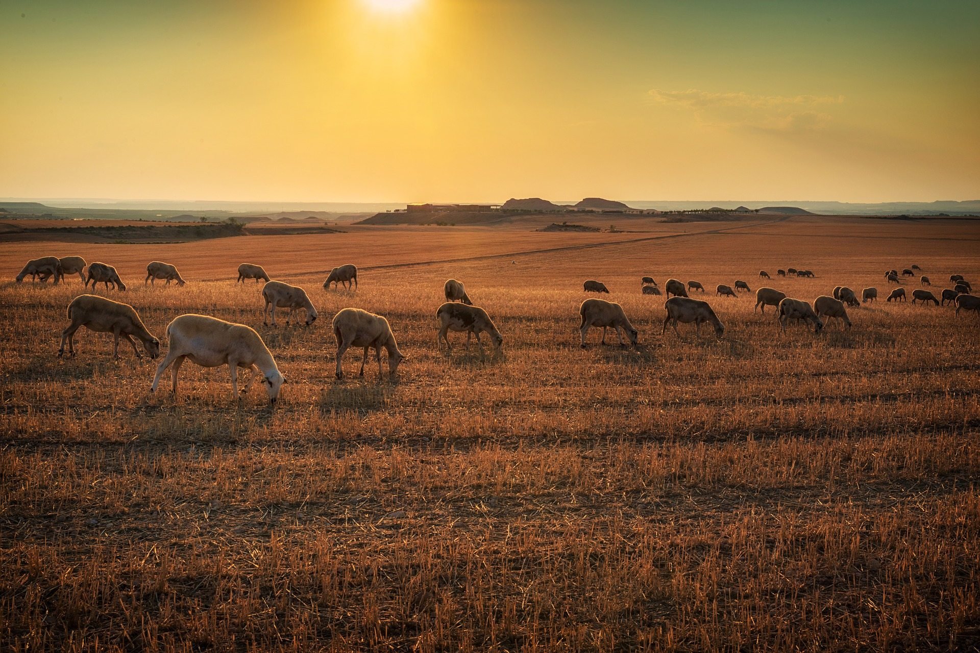 Пастбищное скотоводство в Калмыкии. Перевыпас скота в Калмыкии. Пейзаж пустыни Кызылкум. Пустыня Кызылкум овцеводство.