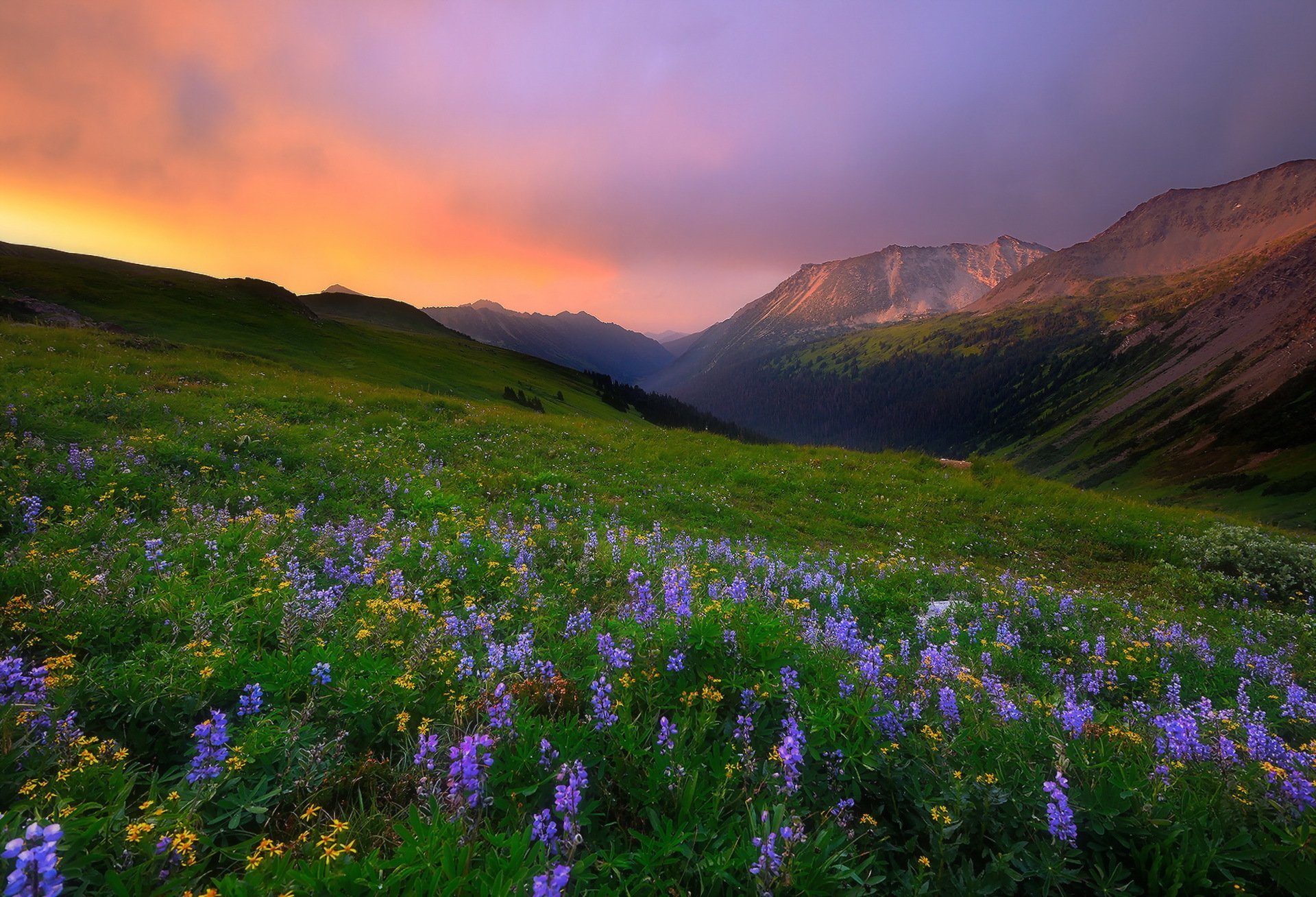 Краса долины. Альпийские Луга Франции. Альпийские Луга Карпаты. Карпаты горы цветы. Канада Альпийские Луга.