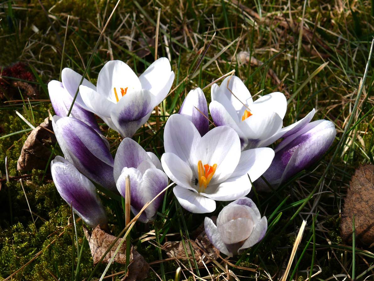 Пойманный крокус. Шафран Долинный Crocus vallicola. Крокусы Бештау.