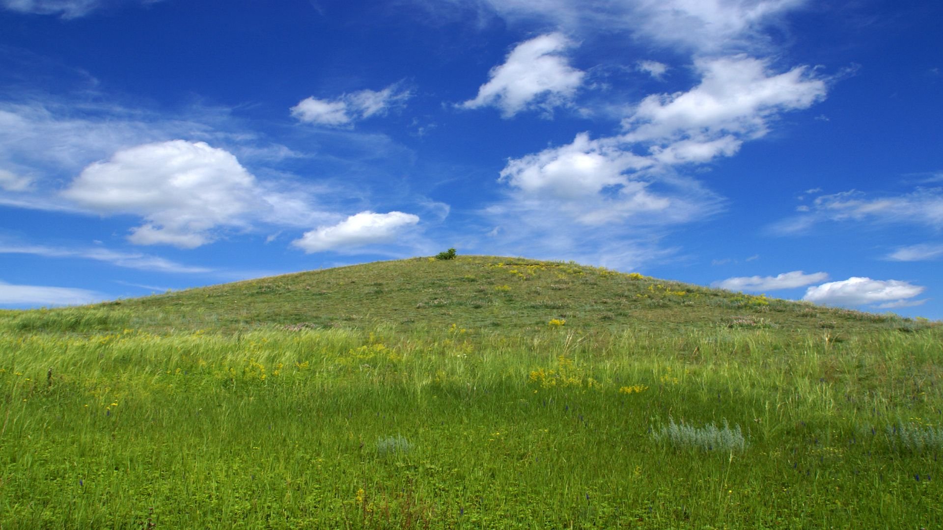 Курган поле