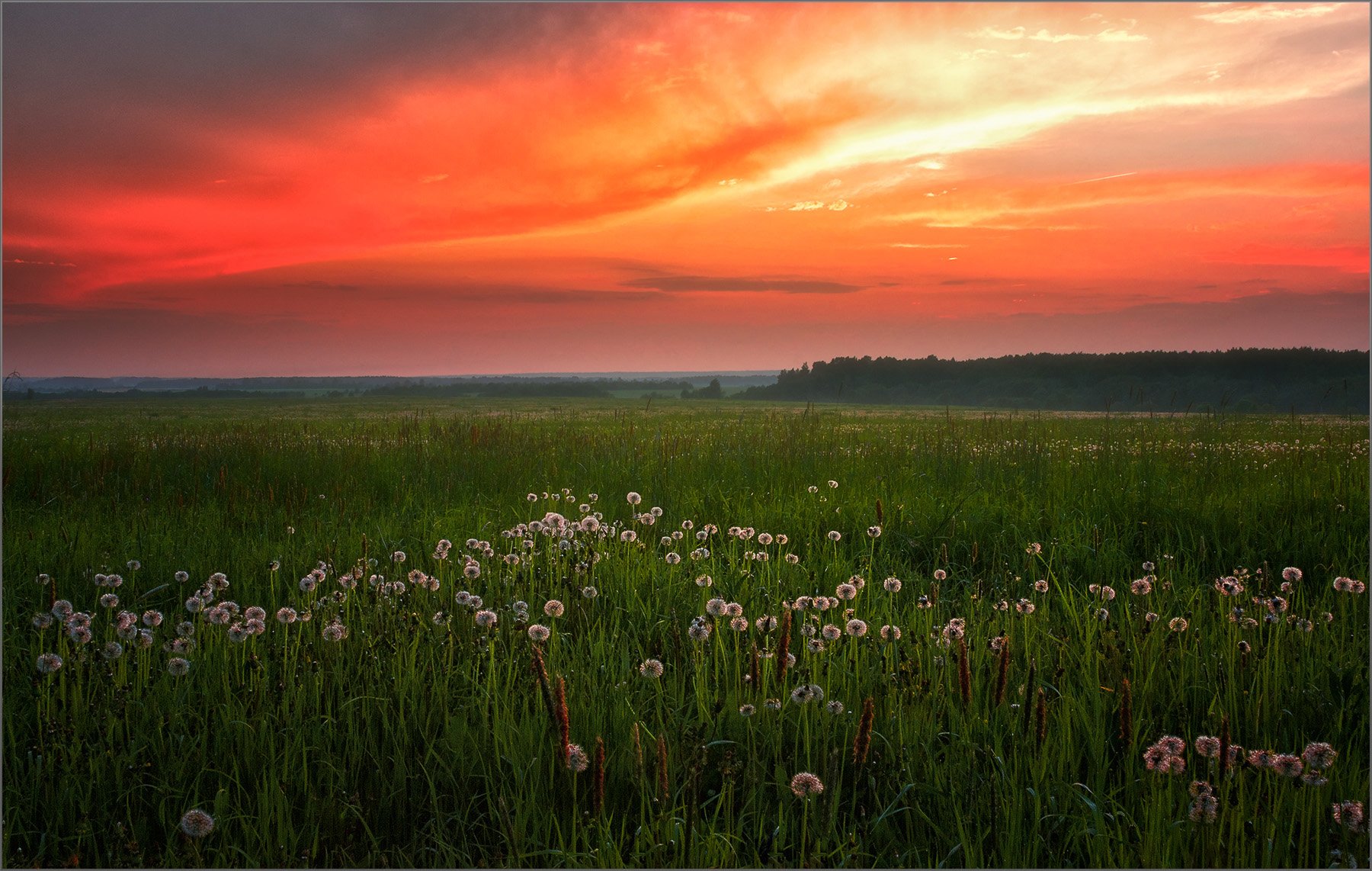 Последние лучи заката лежат. Лето вечер. Дремотой розовой объята трава некошеной межи. Вечернее летнее поле. Летний вечер в поле.