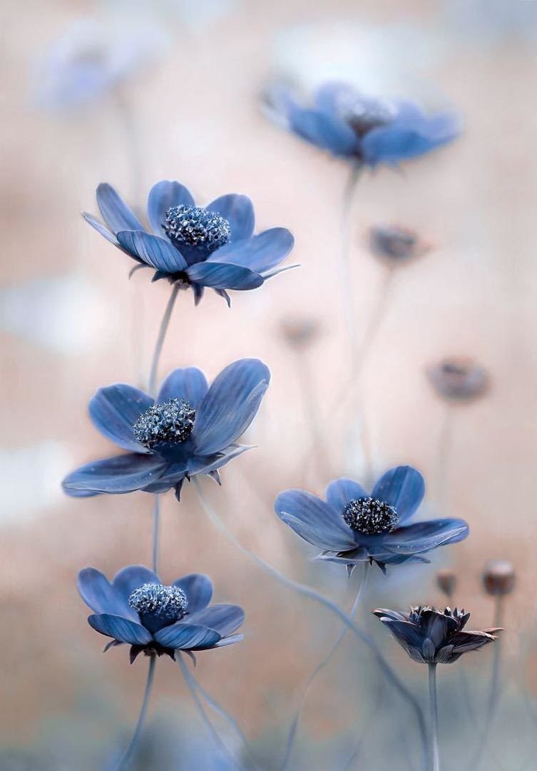 Фото Синий цветок, более 91 качественных бесплатных стоковых фото