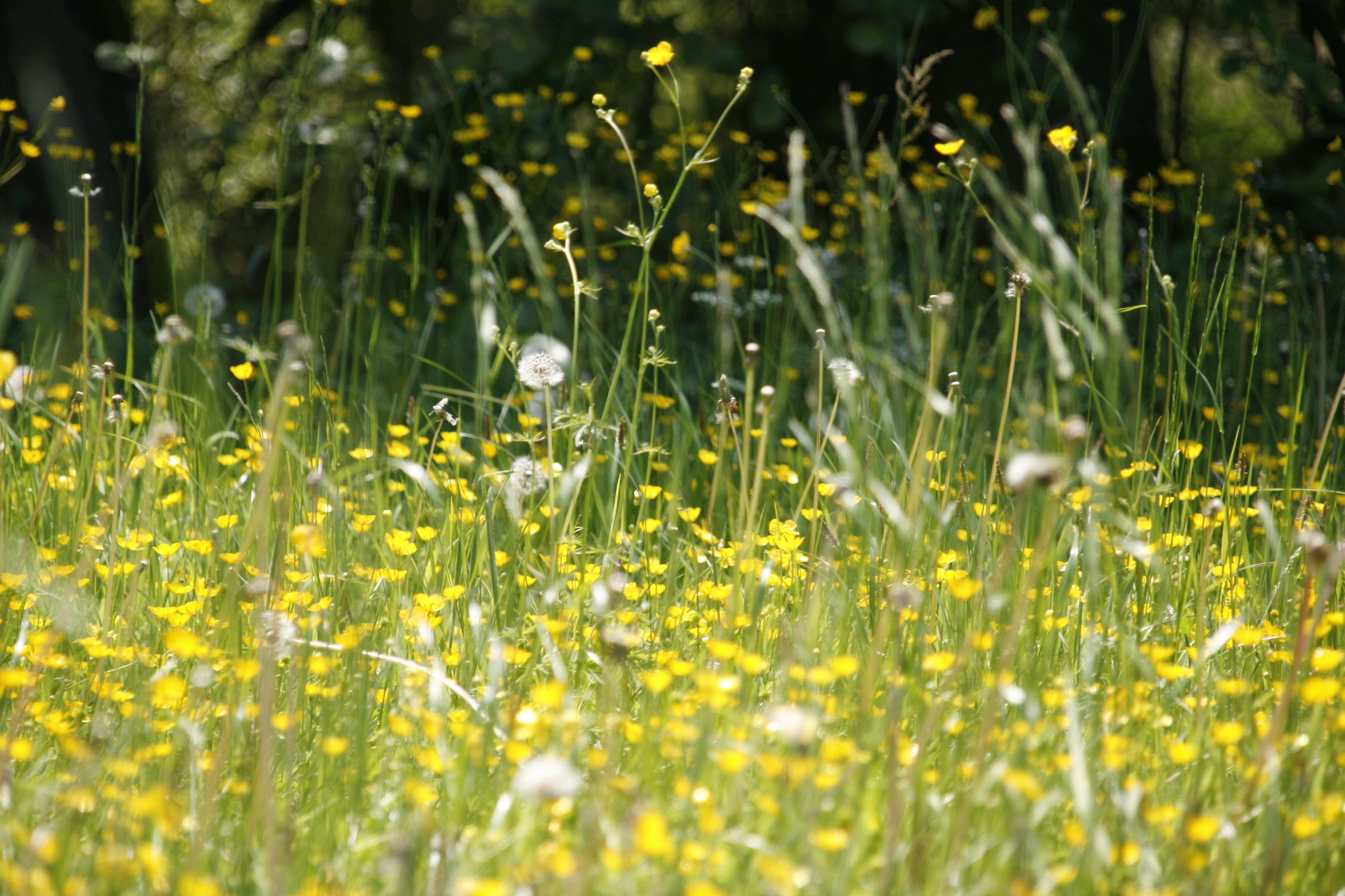 Пыльца в лесу. Пыльца луговых трав. Луговые травы одуванчики. Подбериха трава. Период цветения луговых трав.