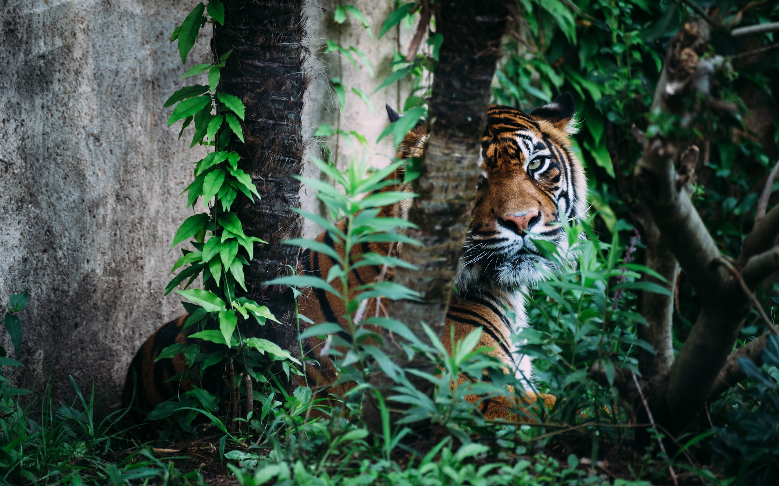 Jungle tiger. Тигр Джангл. Тайгер тигр в джунглях. Тигр тропического леса Индии. Тигр в тропиках.