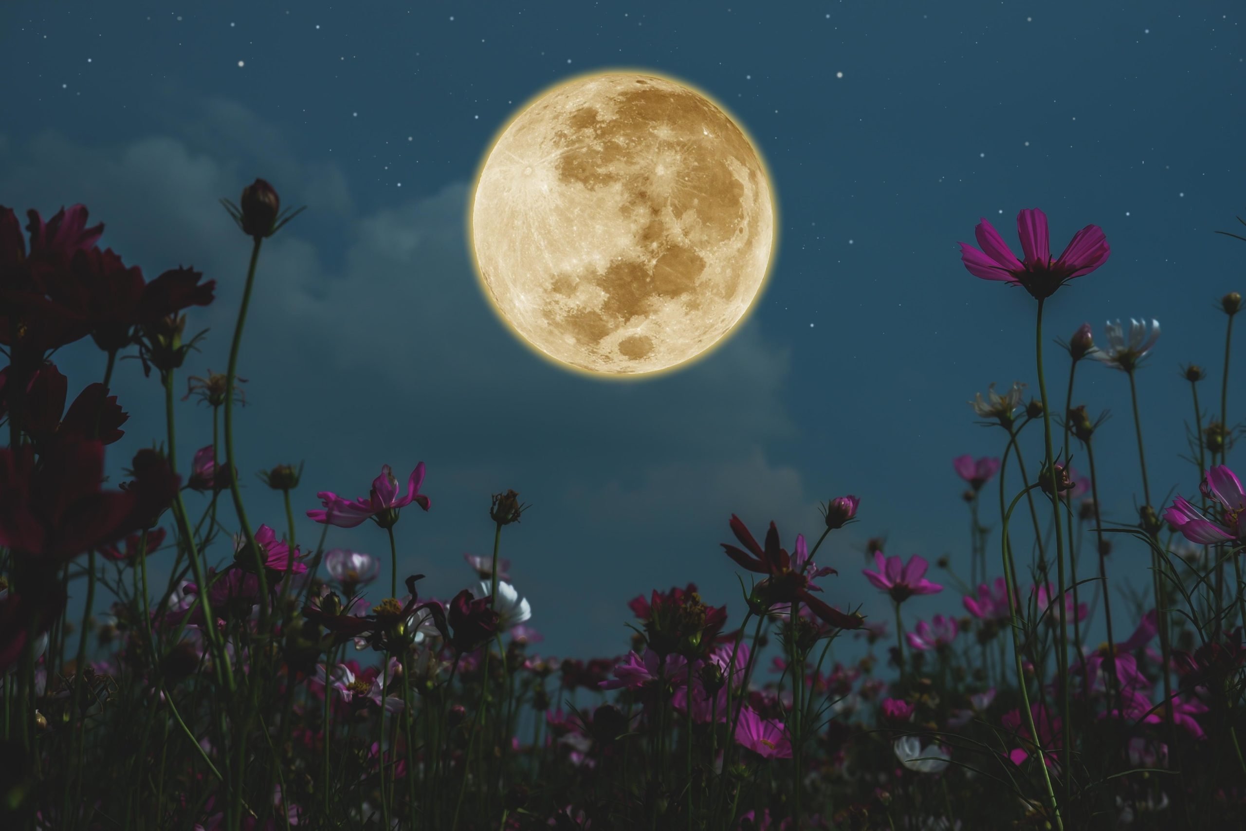 Полнолуние. Клубничная Луна 2022. Луна и цветы. Лунный цветок..