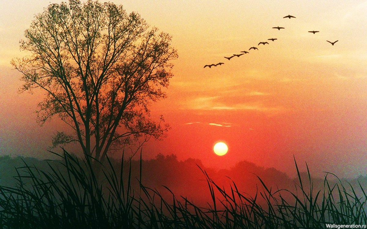 Летний вечер тих ласков. Птицы на Восходе солнца. Чудесный закат. Рассвет солнца.