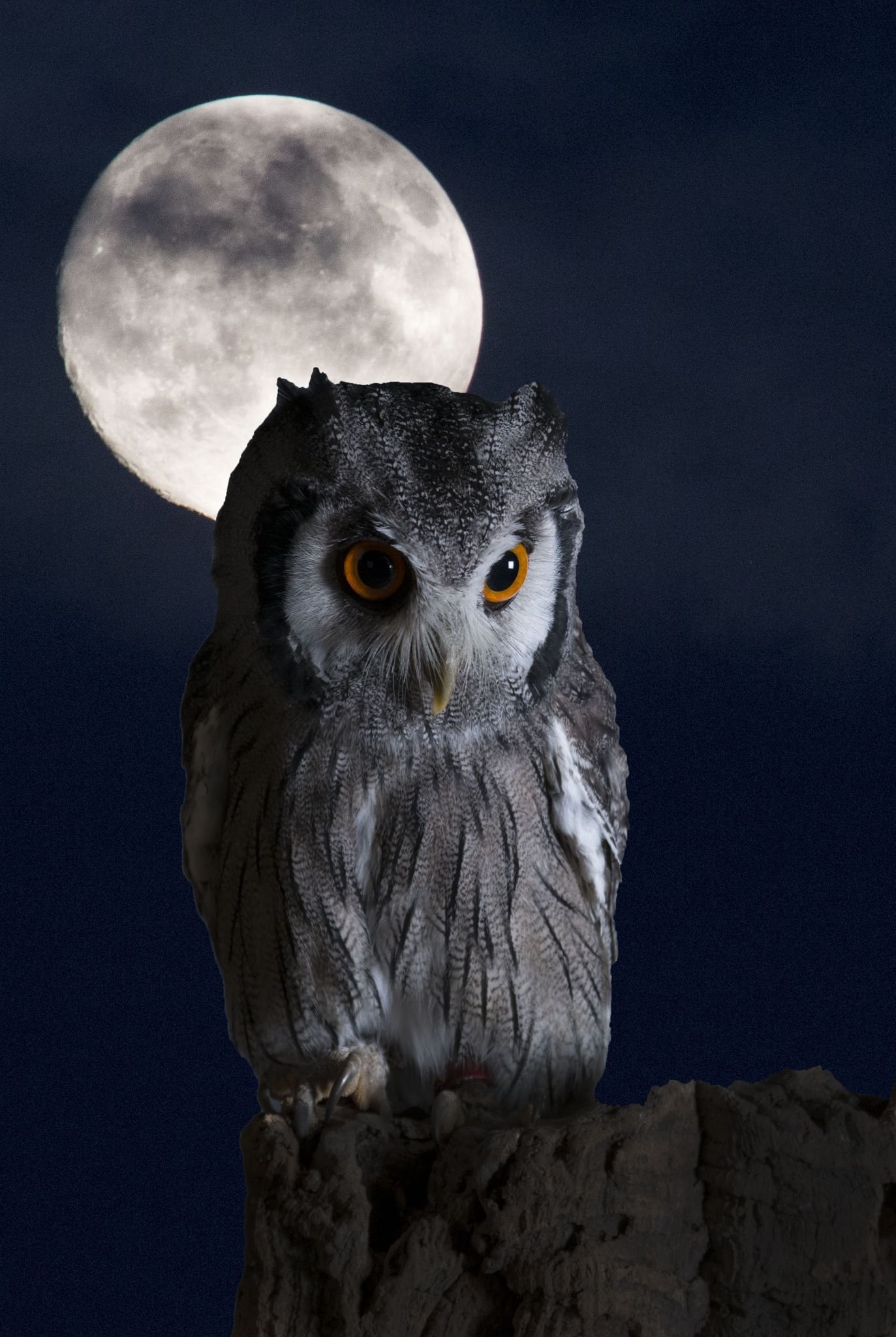 В лунную ночь совы