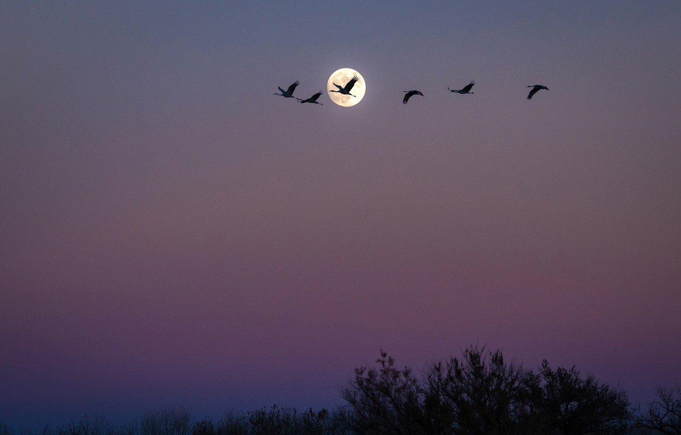 Ночные совы и летнее небо читать. Птица в ночном небе. Птицы в Вечернем небе. Птицы ночью летают. Ночное небо и птицы.