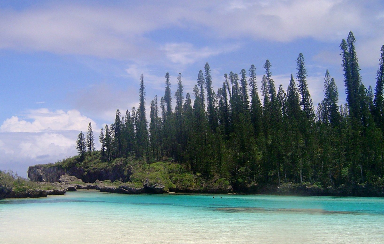 Новая каледония это. Араукария Кука новая Каледония. Araucaria columnaris сосна Кука новая Каледония. Гранд-тер (новая Каледония). Лагуны новой Каледонии ЮНЕСКО.