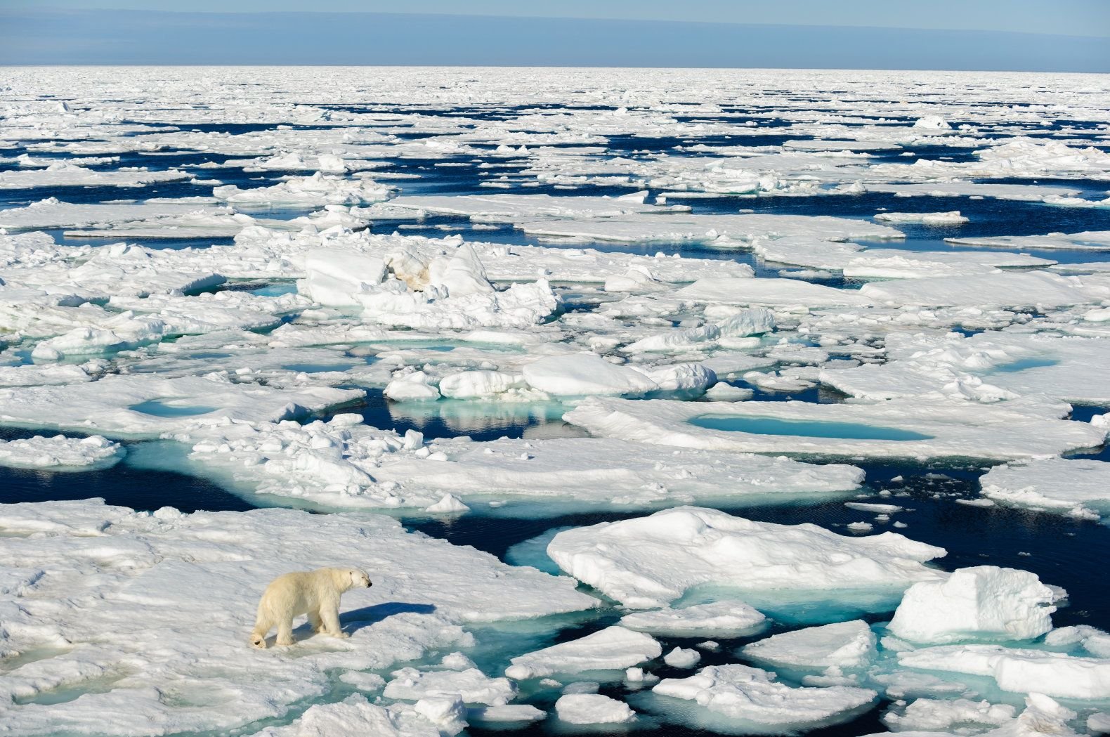 Как меняется природа арктических морей с запада. Северный полюс Арктика. Ледовитый полюс. Северный пополюс. Природа Арктики.