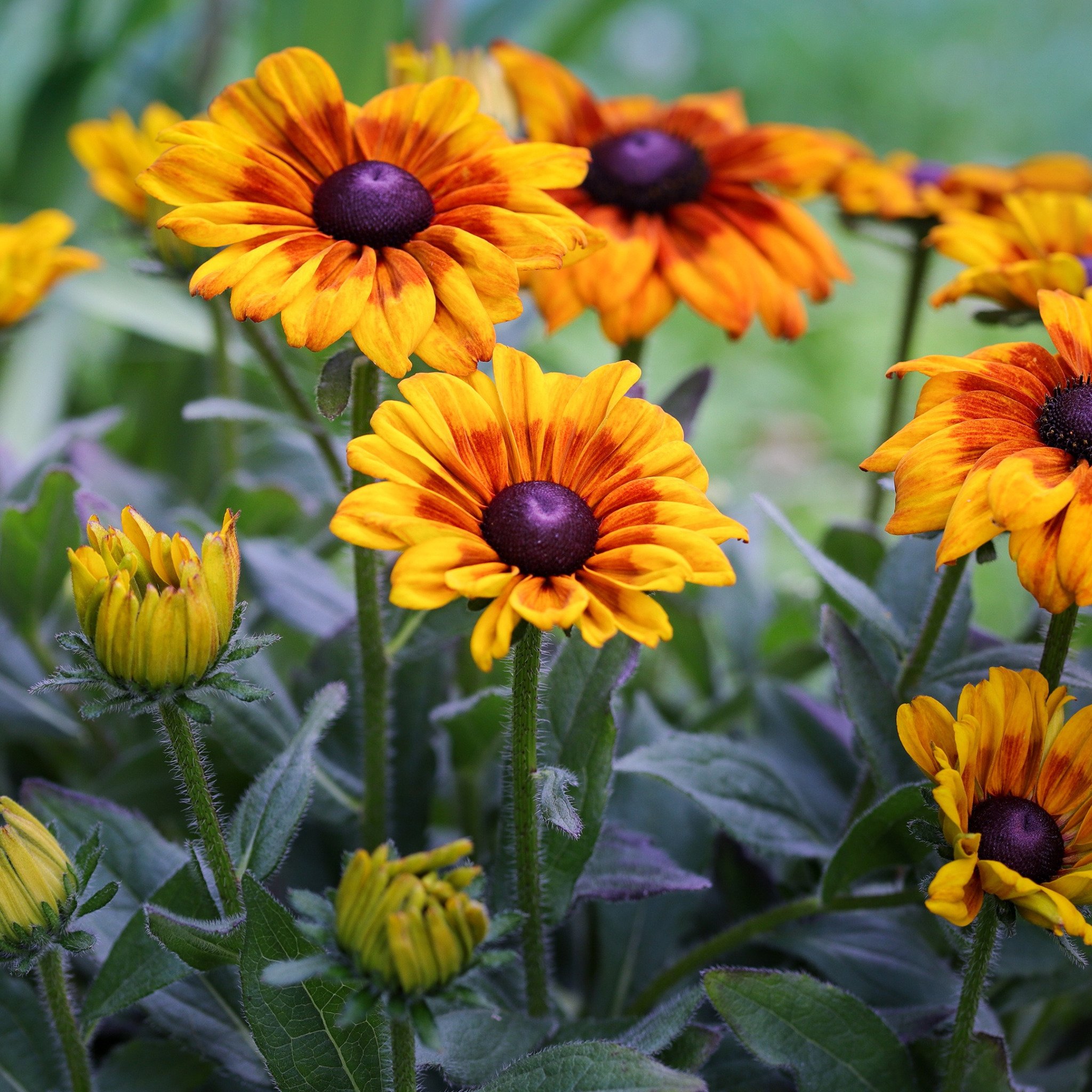 Рудбекия Rudbeckia Flamenco Yellow