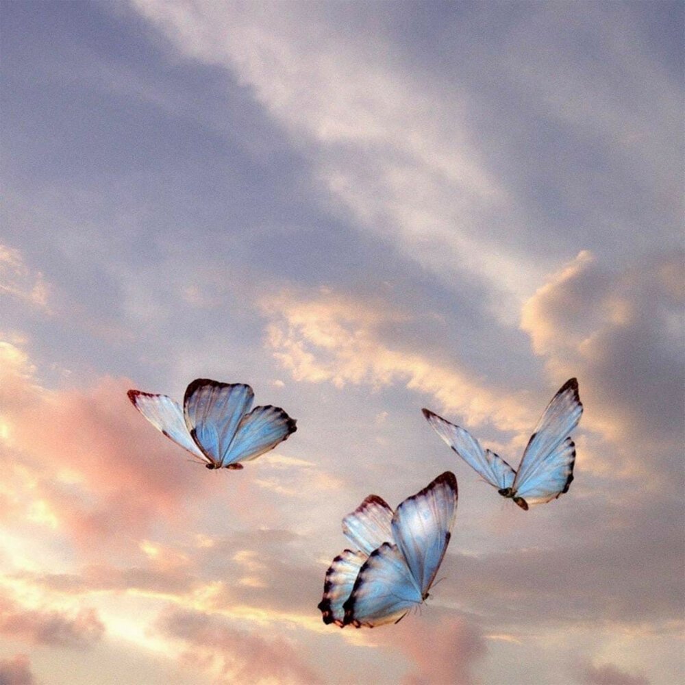 Много бабочек в небе