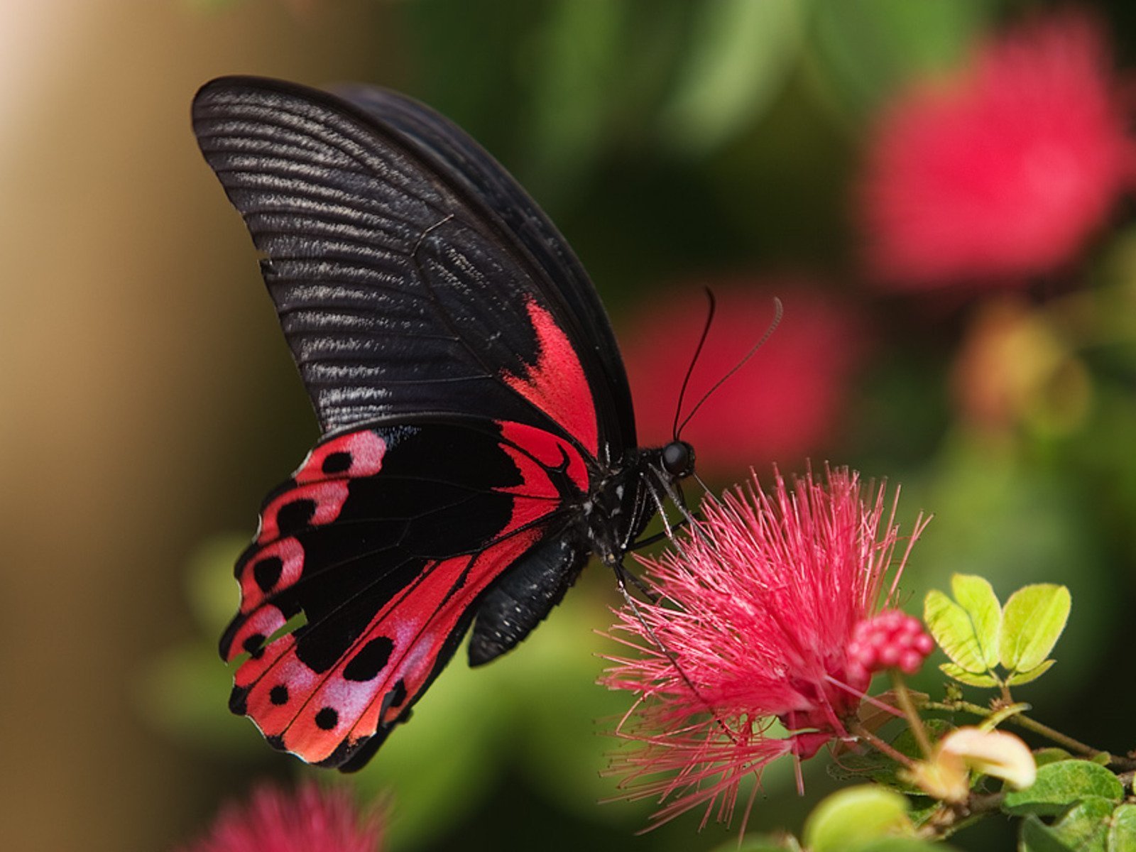 Красивые бабочки (42 фото) - 42 фото