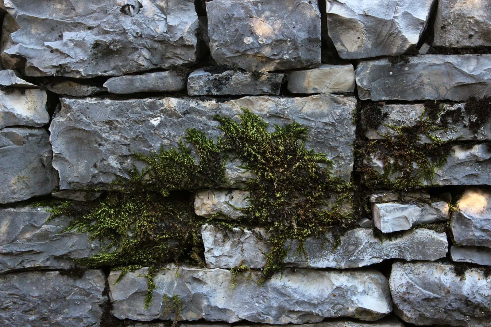 Со stone. Замшелый булыжник стена. Стена скала и мох. Замшелый каменный кирпич. Замшелая каменная стена.