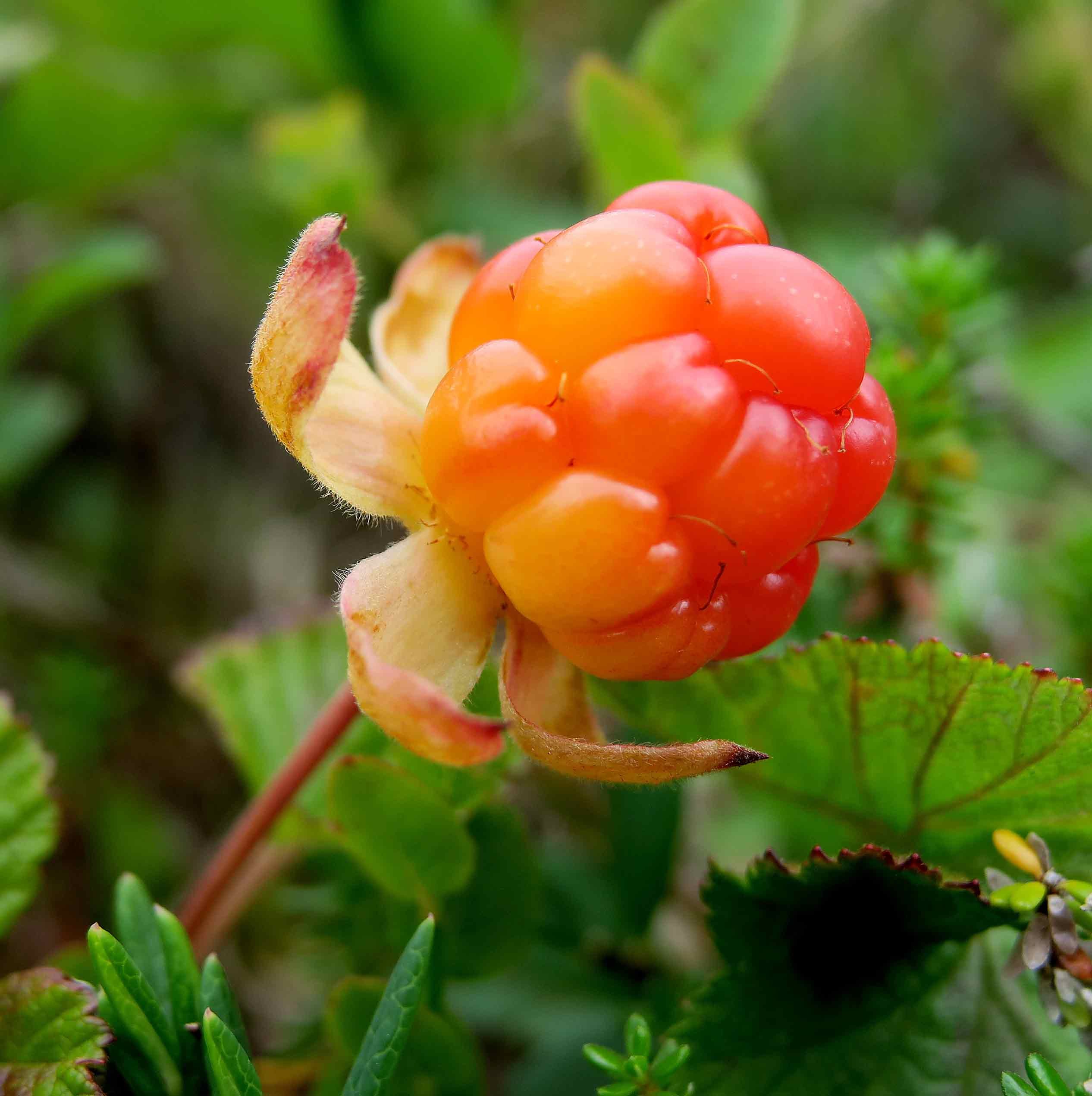 Cloudberry. Морошка (Rubus chamaemorus). Морошка приземистая (Rubus chamaemorus),. Чашелистики морошки. Морошка ягода куст.