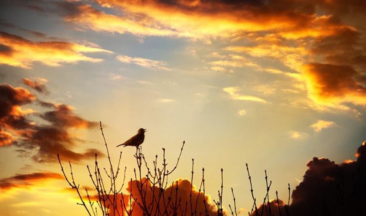 Соловей на закате. Птицы на рассвете. Птицы поют на рассвете. Утренний рассвет с птицами.