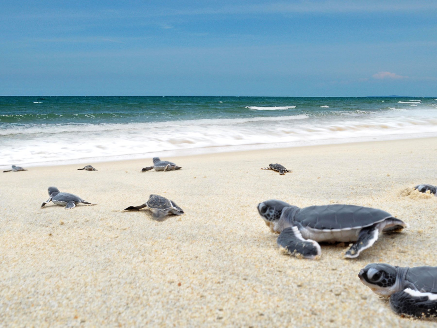 Унаватуна пляж с черепахами. Черепаший пляж Шри Ланка. Мерсин черепахи Каретта. Черепашья бухта Каретта. Черепаший пляж Малайзия.
