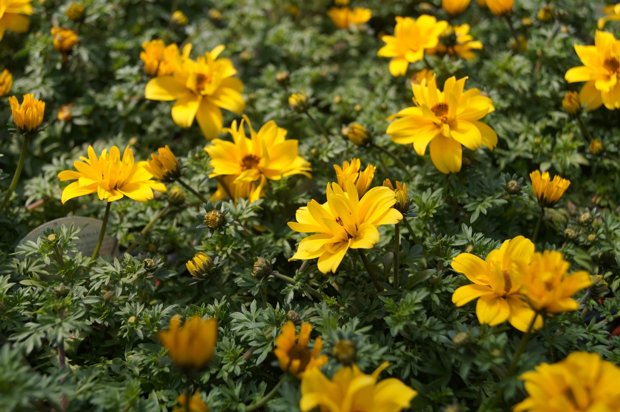 Bidens ferulifolia